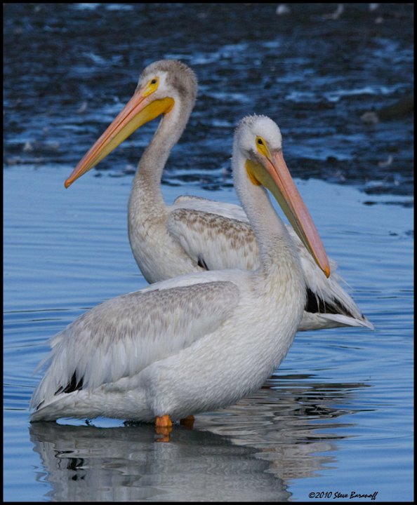 _0SB3402 american white pelican.jpg